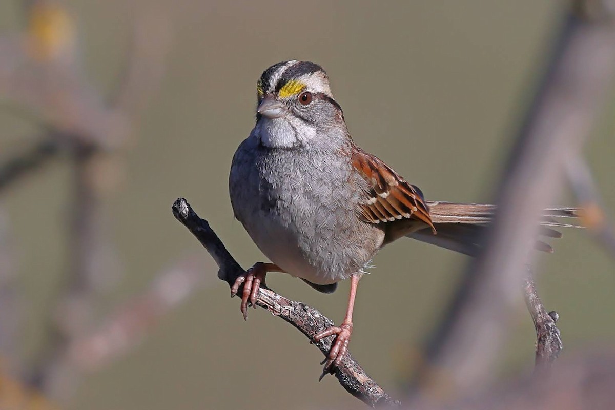 White-throated Sparrow - ML528279041