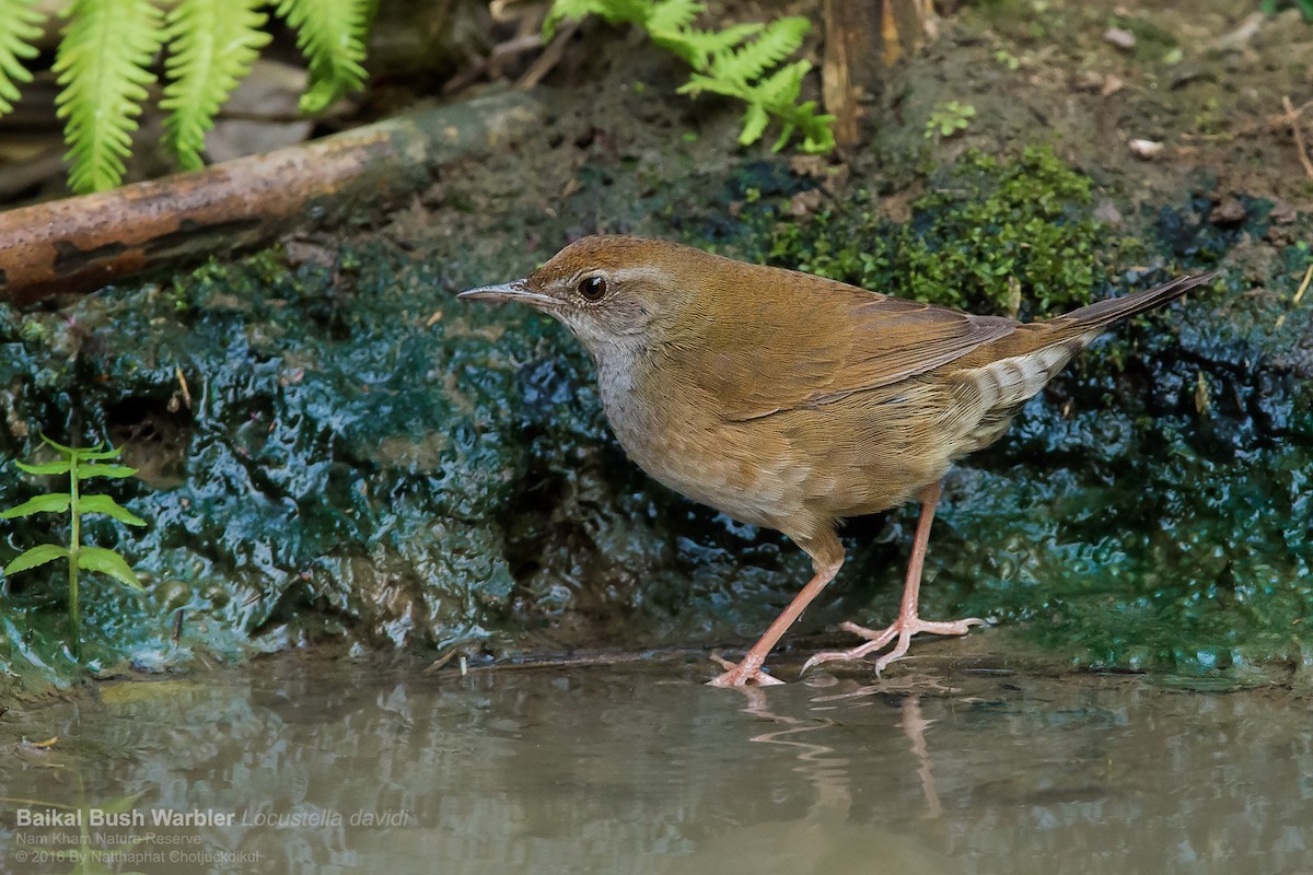 Baikal Bush Warbler - Natthaphat Chotjuckdikul