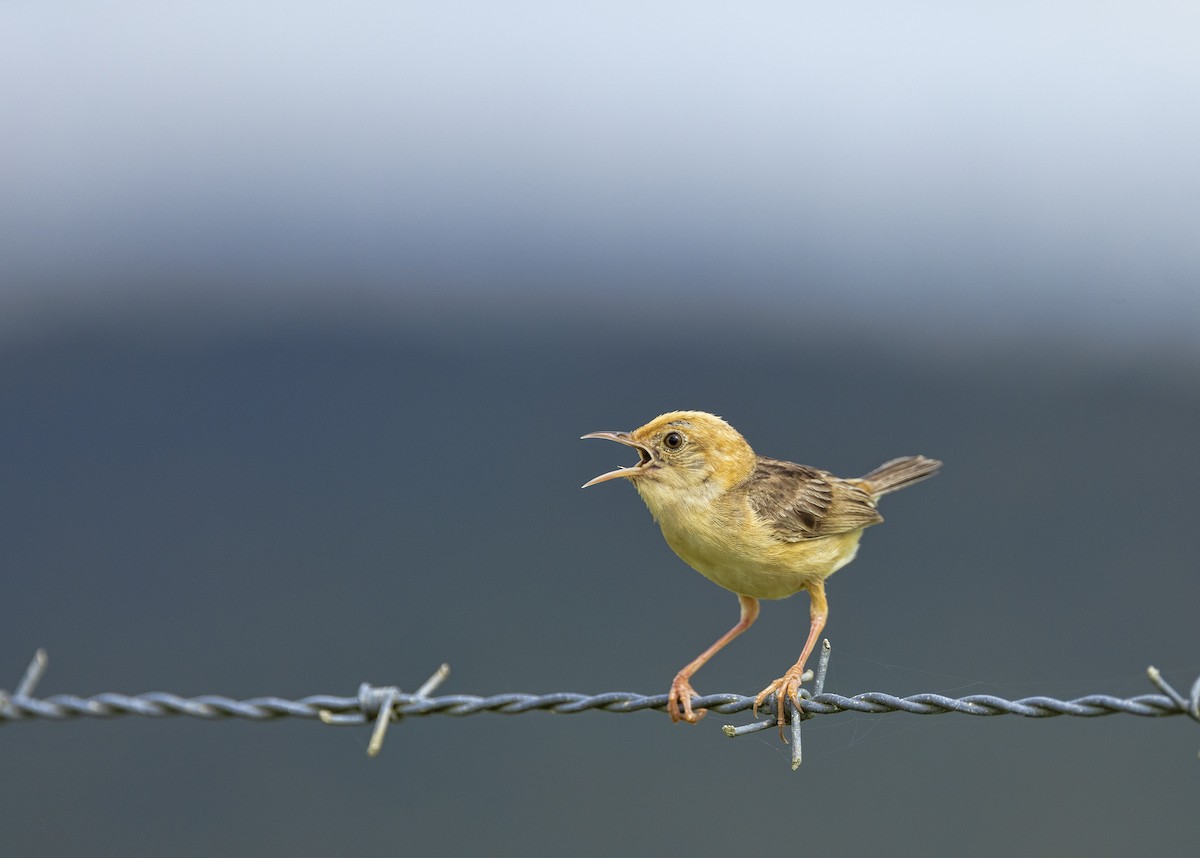 Golden-headed Cisticola - ML528279571