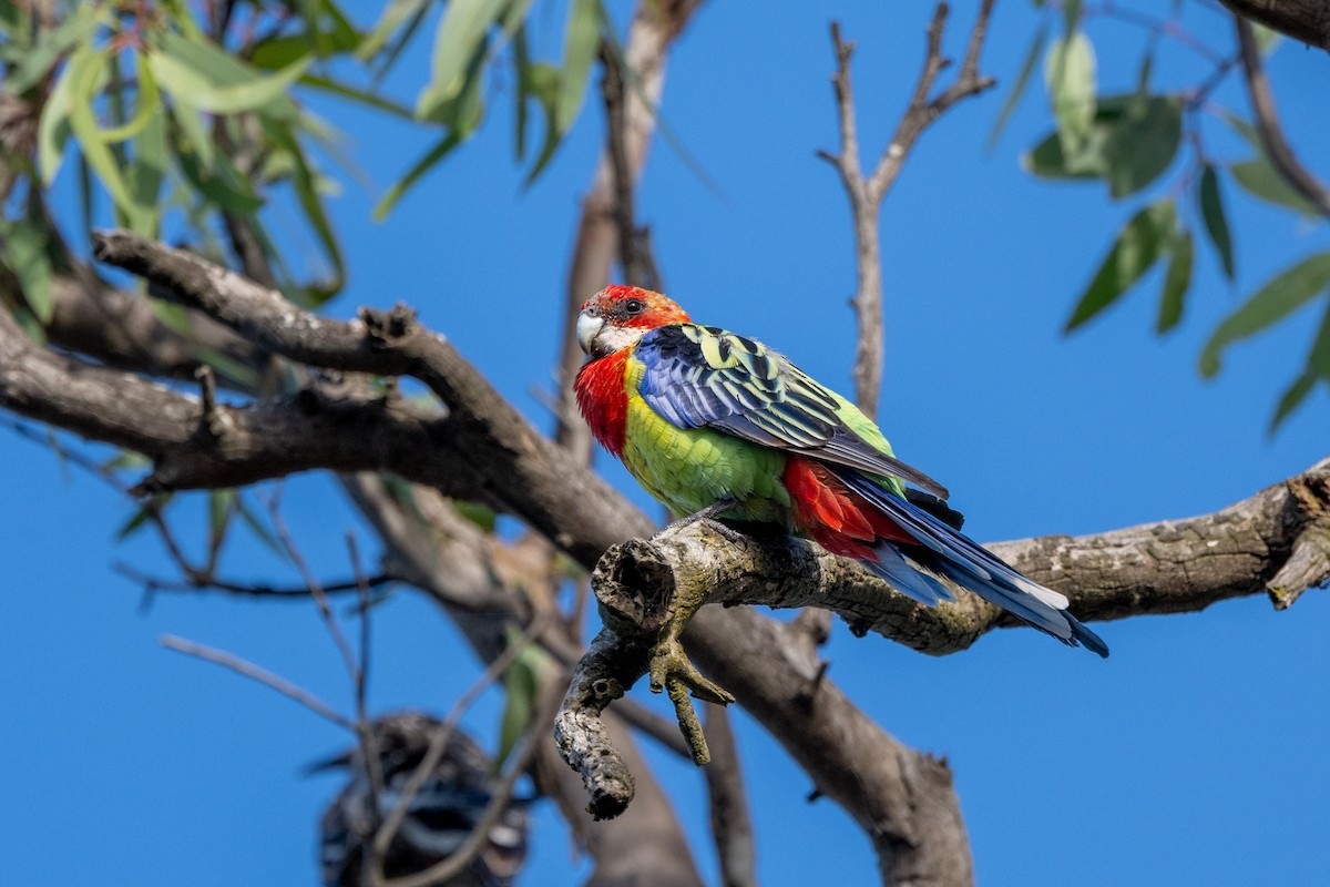 Eastern Rosella - ML528281221