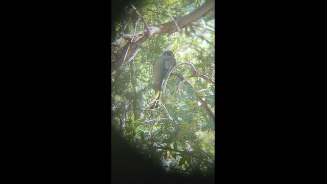 Trogon élégant (groupe ambiguus) - ML528282081