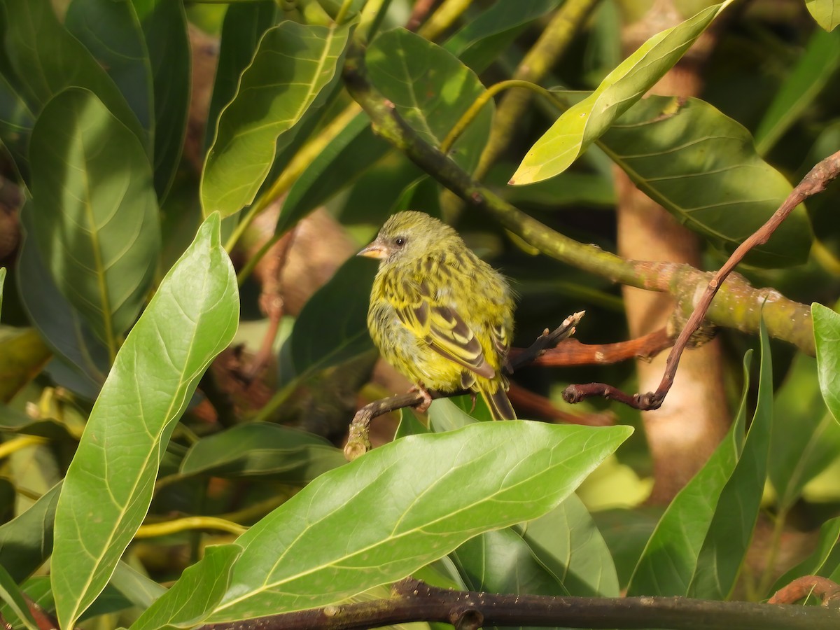 Southern Citril - Alex and Julia 🦜