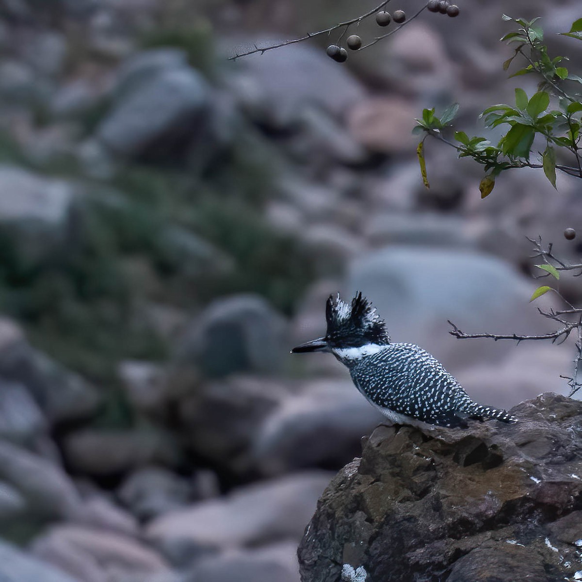 Crested Kingfisher - ML528282491