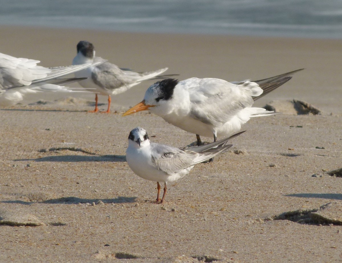 Forster's Tern - ML52828251