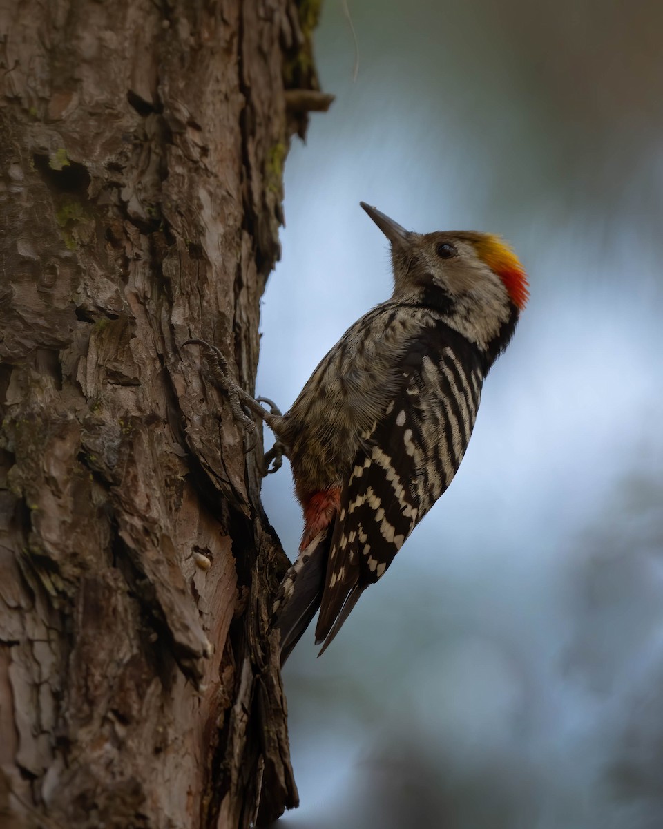Brown-fronted Woodpecker - ML528282581