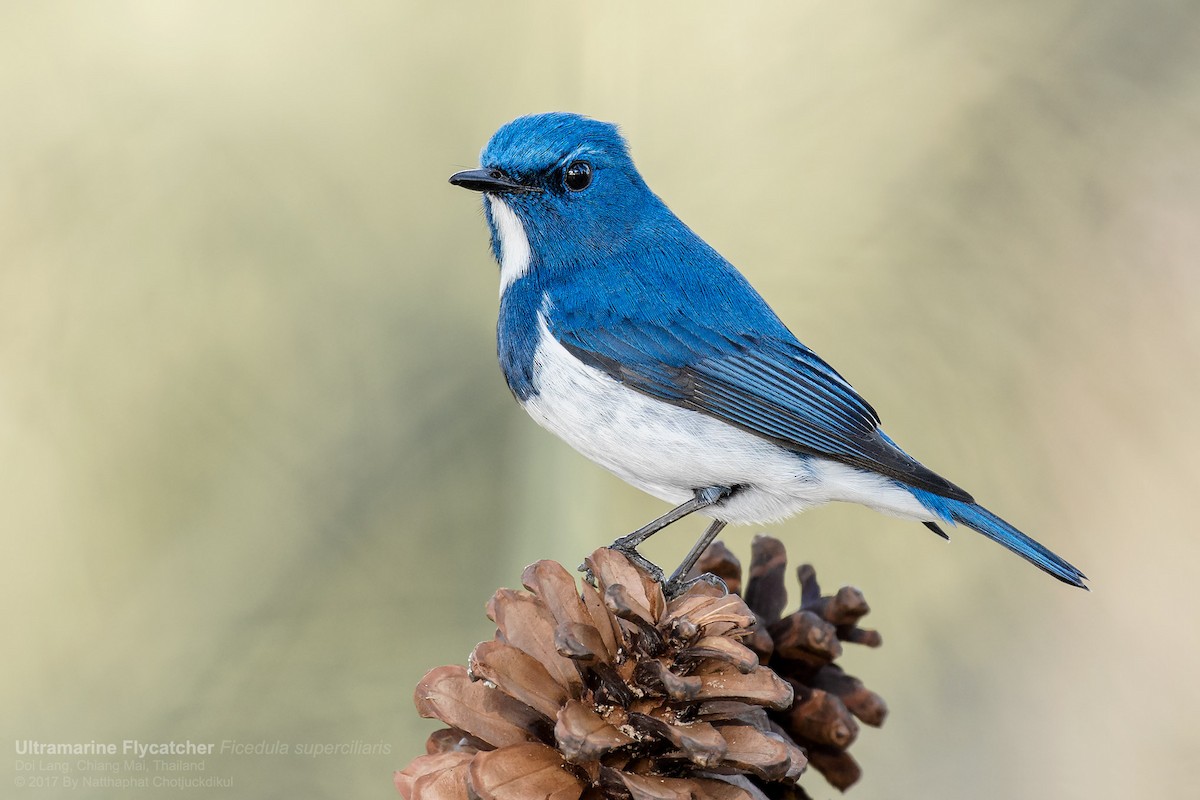 Ultramarine Flycatcher - ML52828281