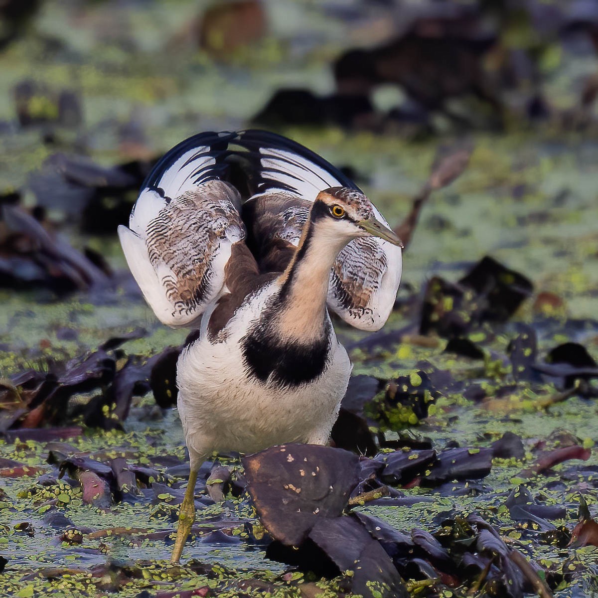 Pheasant-tailed Jacana - ML528282881