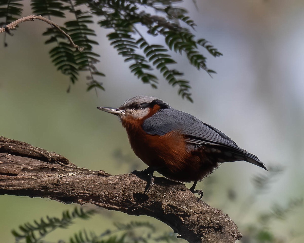 Chestnut-bellied Nuthatch - ML528282961