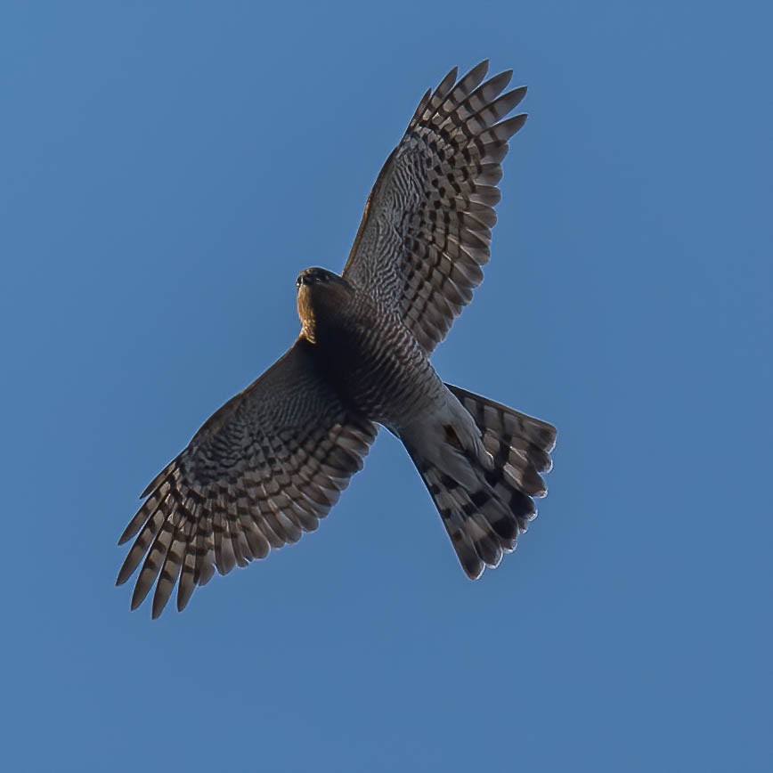 Eurasian Sparrowhawk - ML528283111