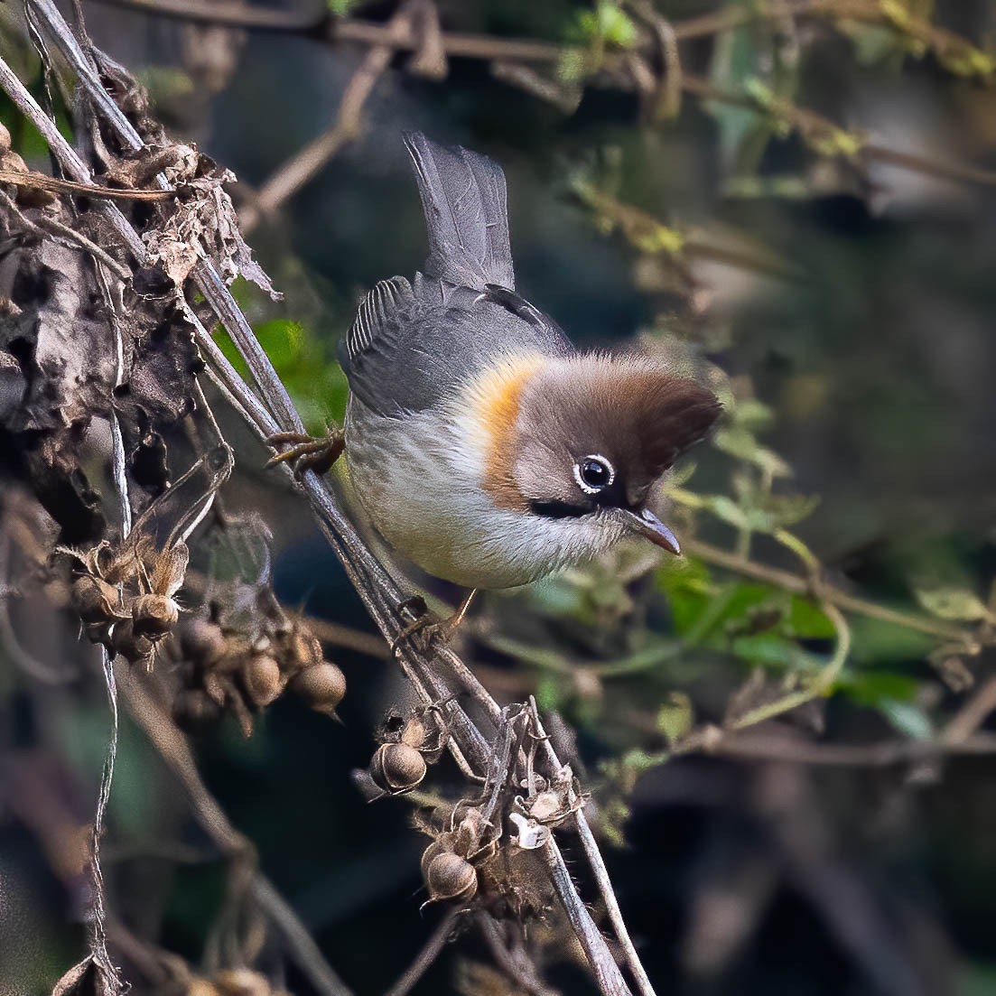 Whiskered Yuhina - ML528283261