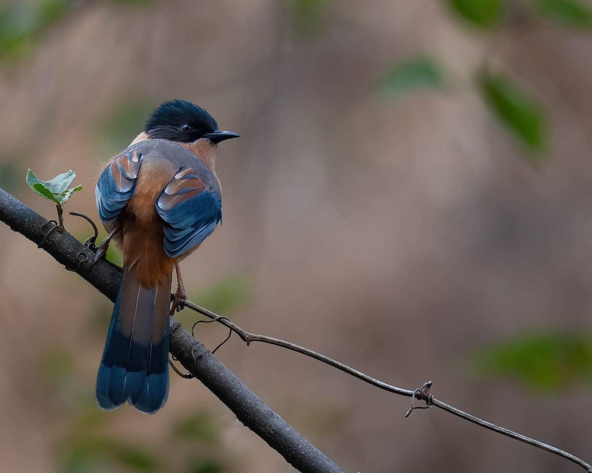 Rufous Sibia - ML528283311