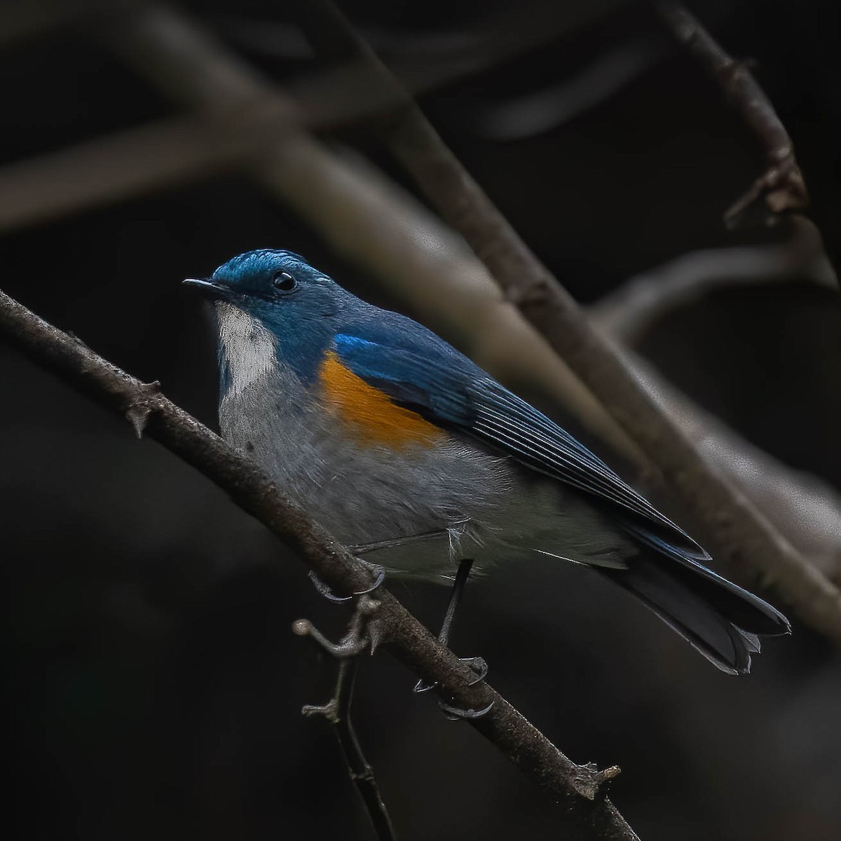 Himalayan Bluetail - ML528283461