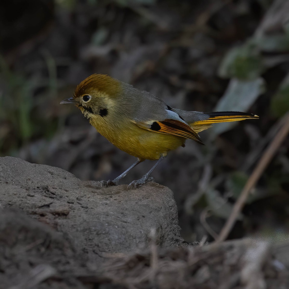 Chestnut-tailed Minla - ML528283921