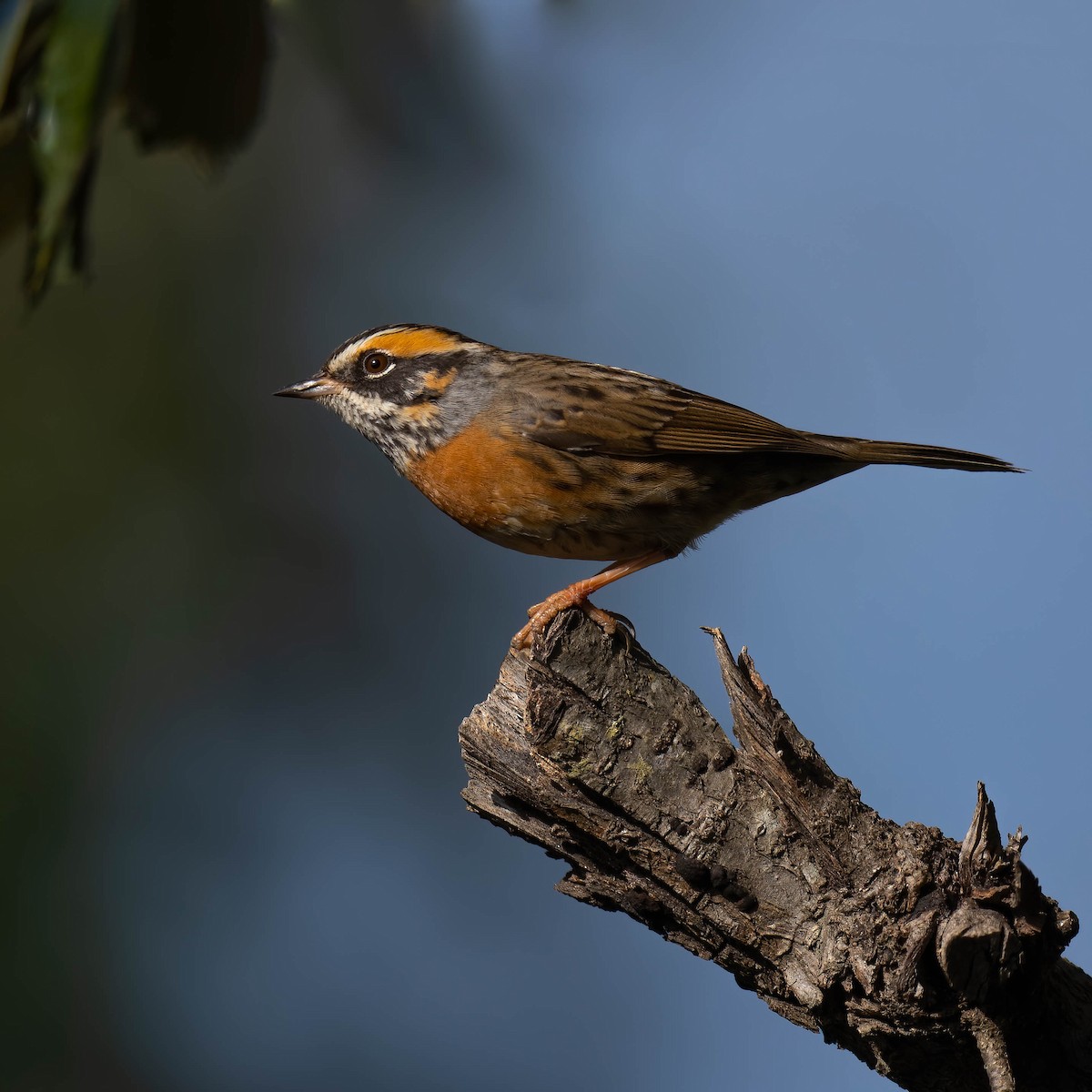 Rufous-breasted Accentor - ML528283961