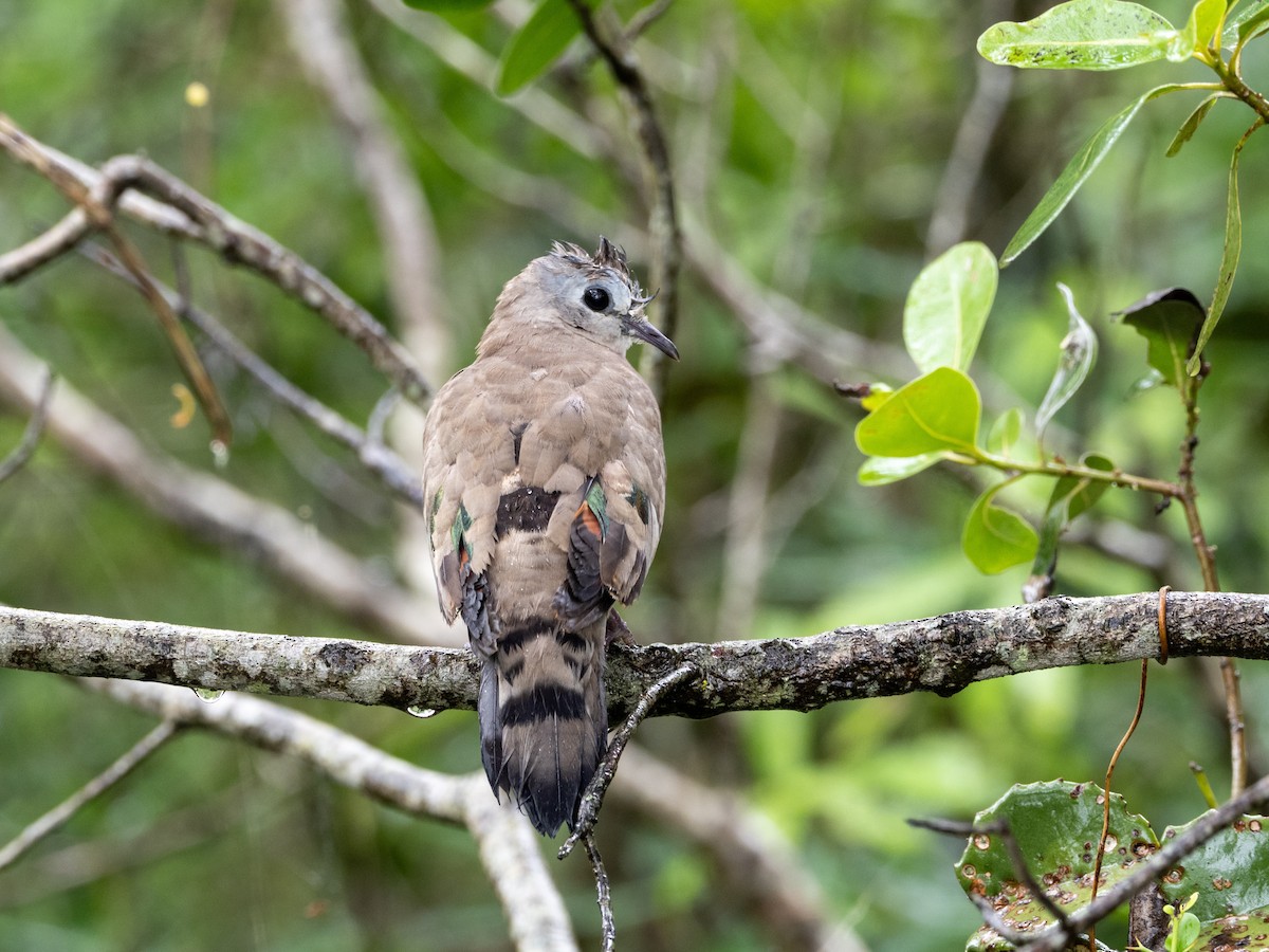Emerald-spotted Wood-Dove - ML528284901