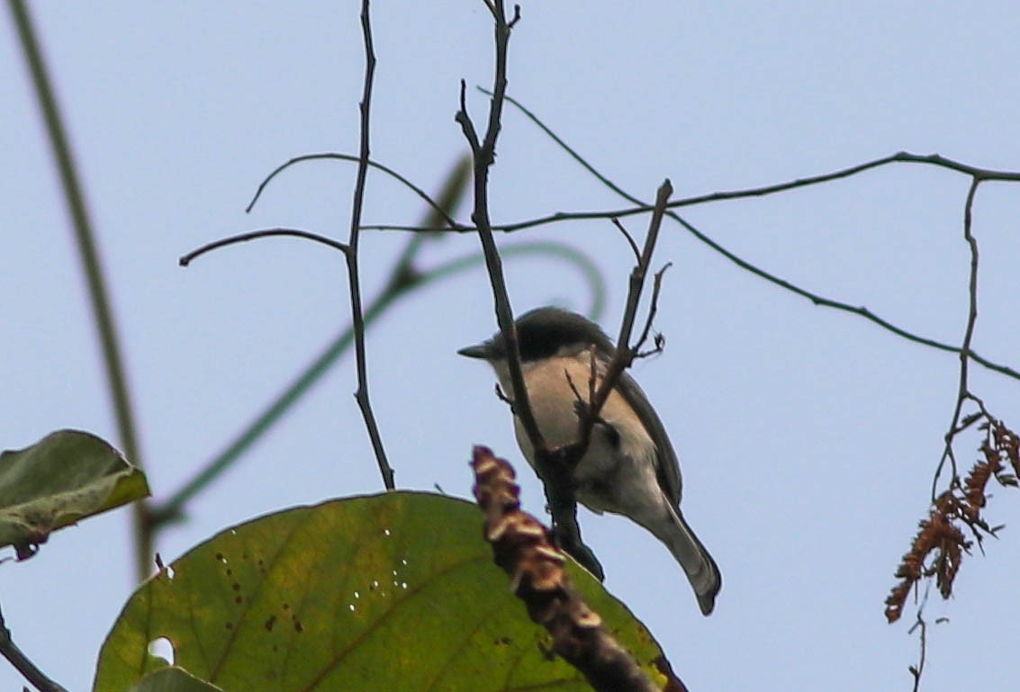 Bar-winged Flycatcher-shrike - ML528285181