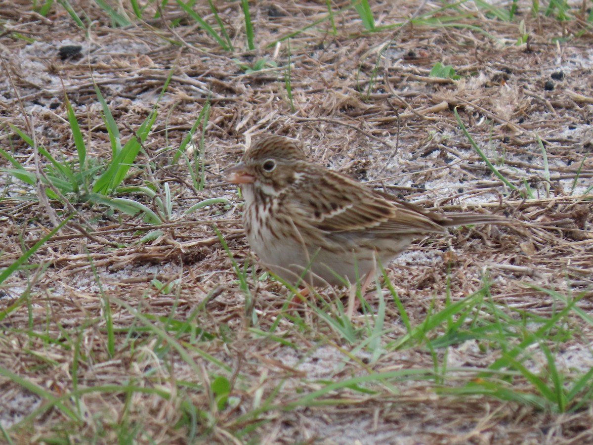 Vesper Sparrow - ML528286321