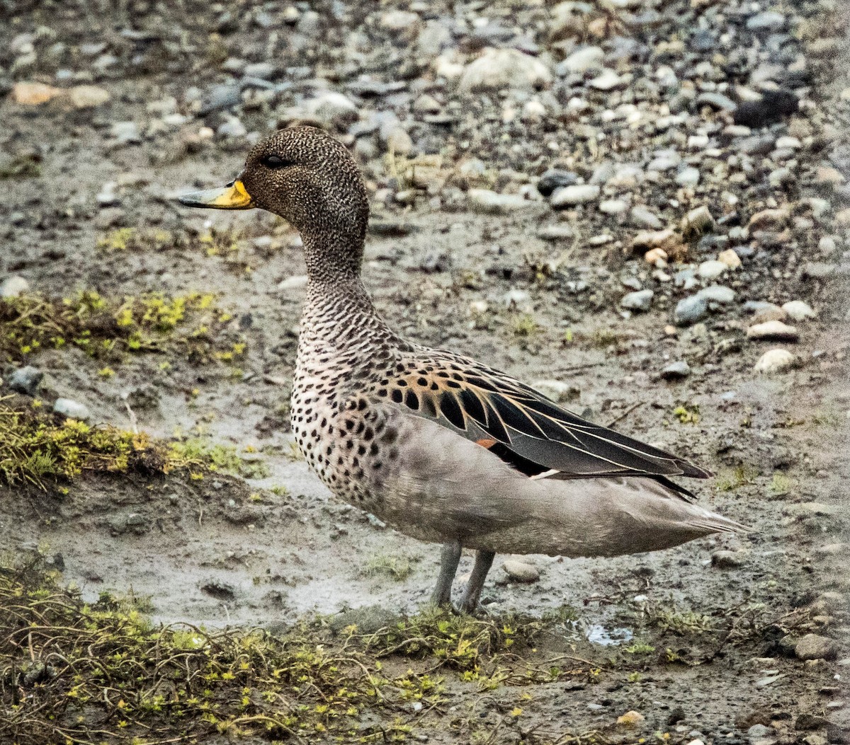 Yellow-billed Teal - ML528286451