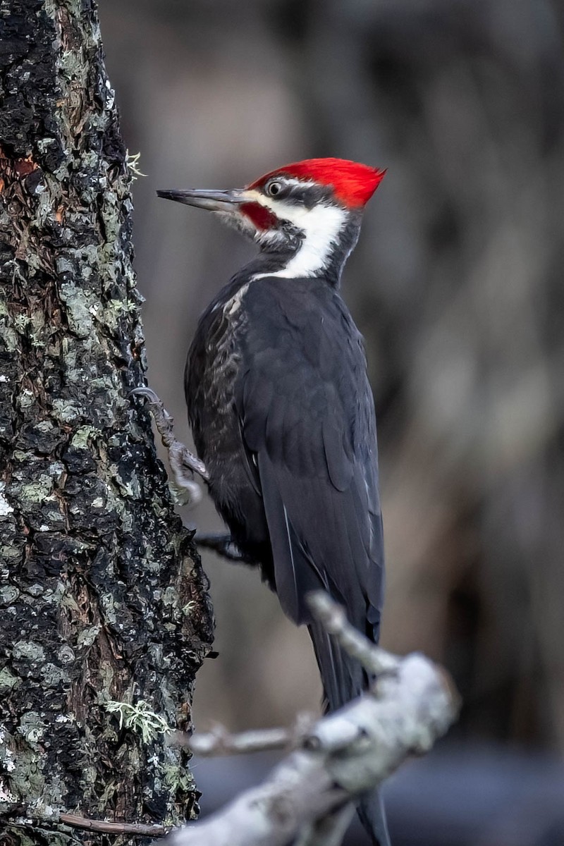 Pileated Woodpecker - ML528286511