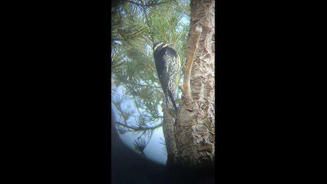 Williamson's Sapsucker - ML528286891