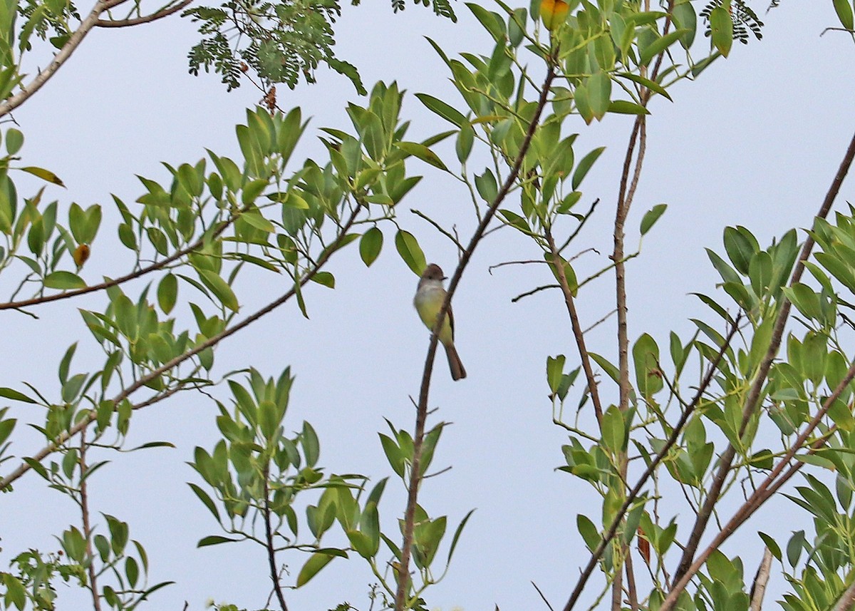 Nutting's Flycatcher - ML528287081