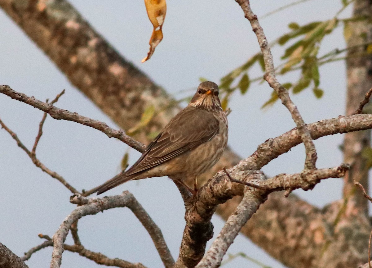 Black-throated Thrush - ML528287561
