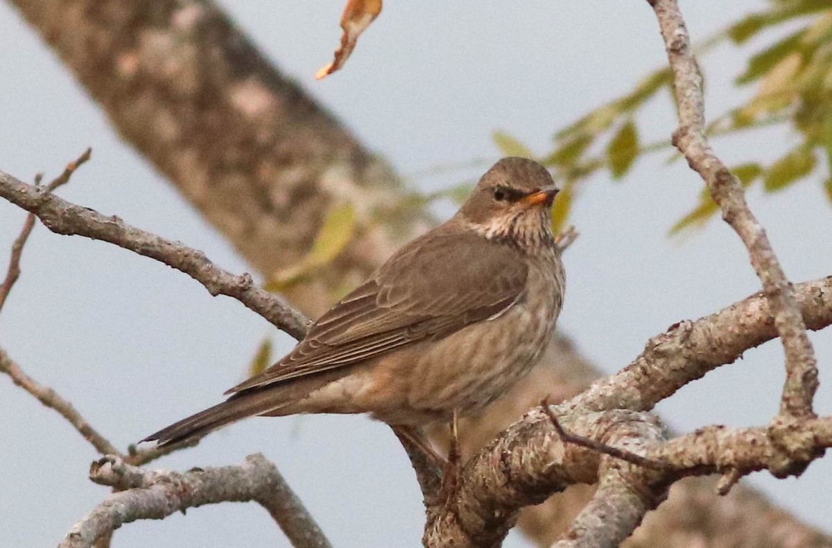 Black-throated Thrush - ML528287571