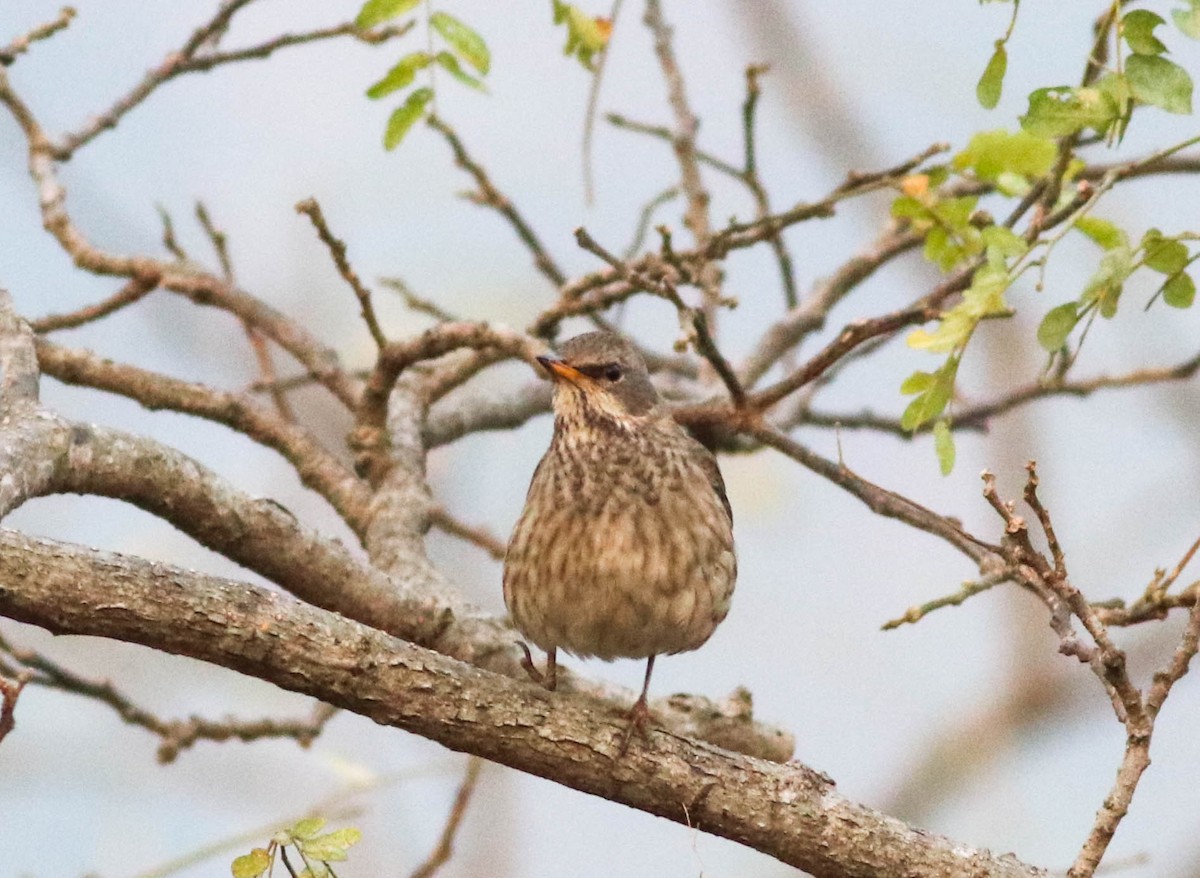 Black-throated Thrush - ML528287581