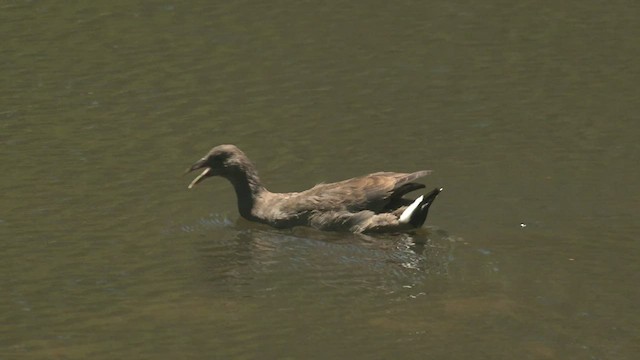 Dusky Moorhen - ML528288641