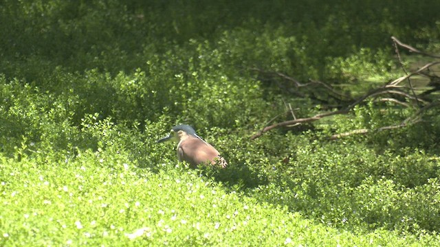 Nankeen Night Heron - ML528288671