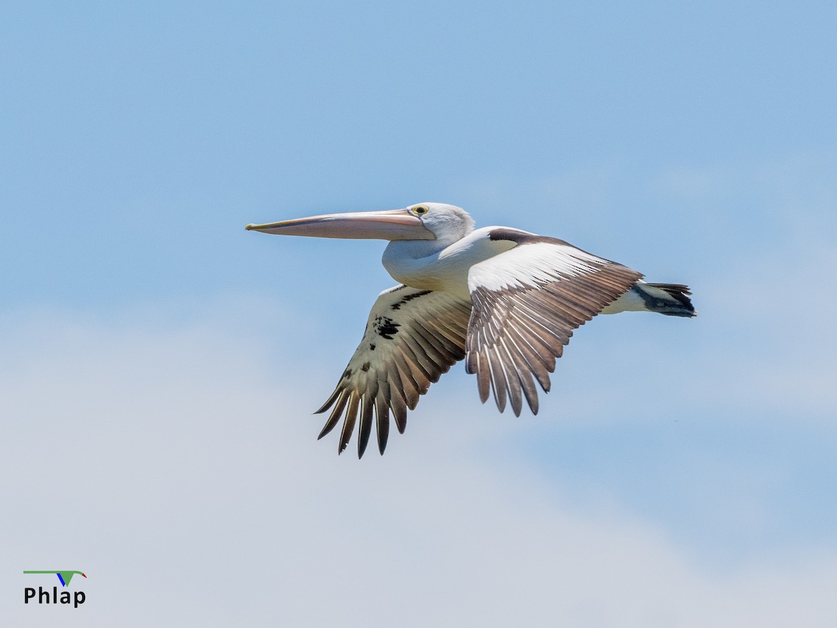 pelikán australský - ML528288851