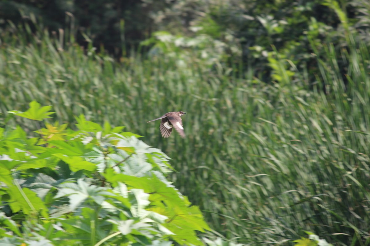 Pied Cuckoo - kalpana jayaraman