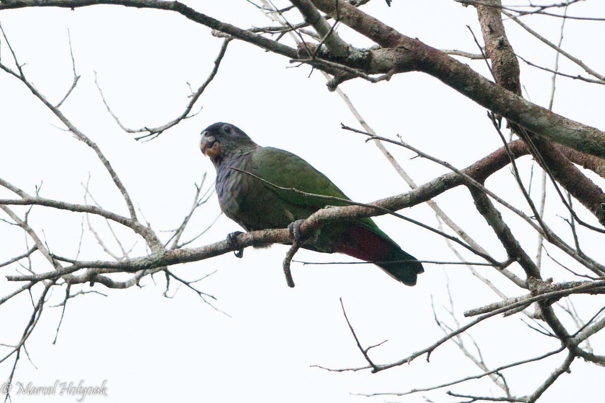 Папуга-червоногуз зеленощокий - ML528289021