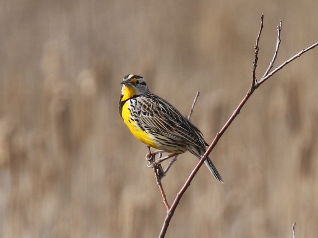 Eastern Meadowlark - Paul Jacyk