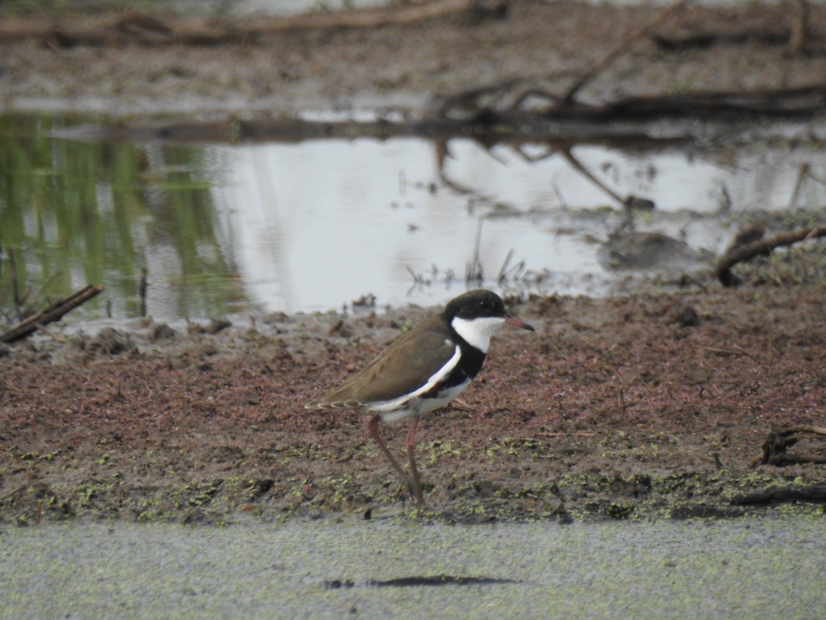 Red-kneed Dotterel - ML528290531