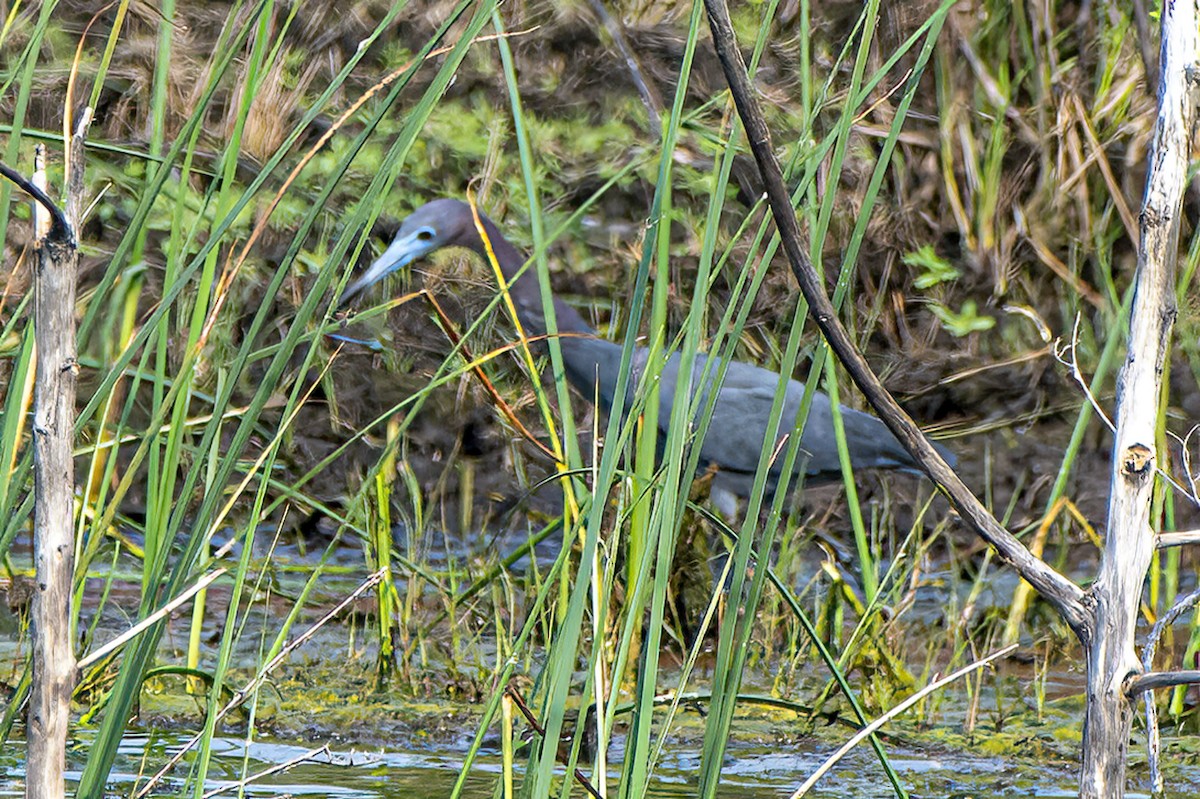 Little Blue Heron - ML528290541