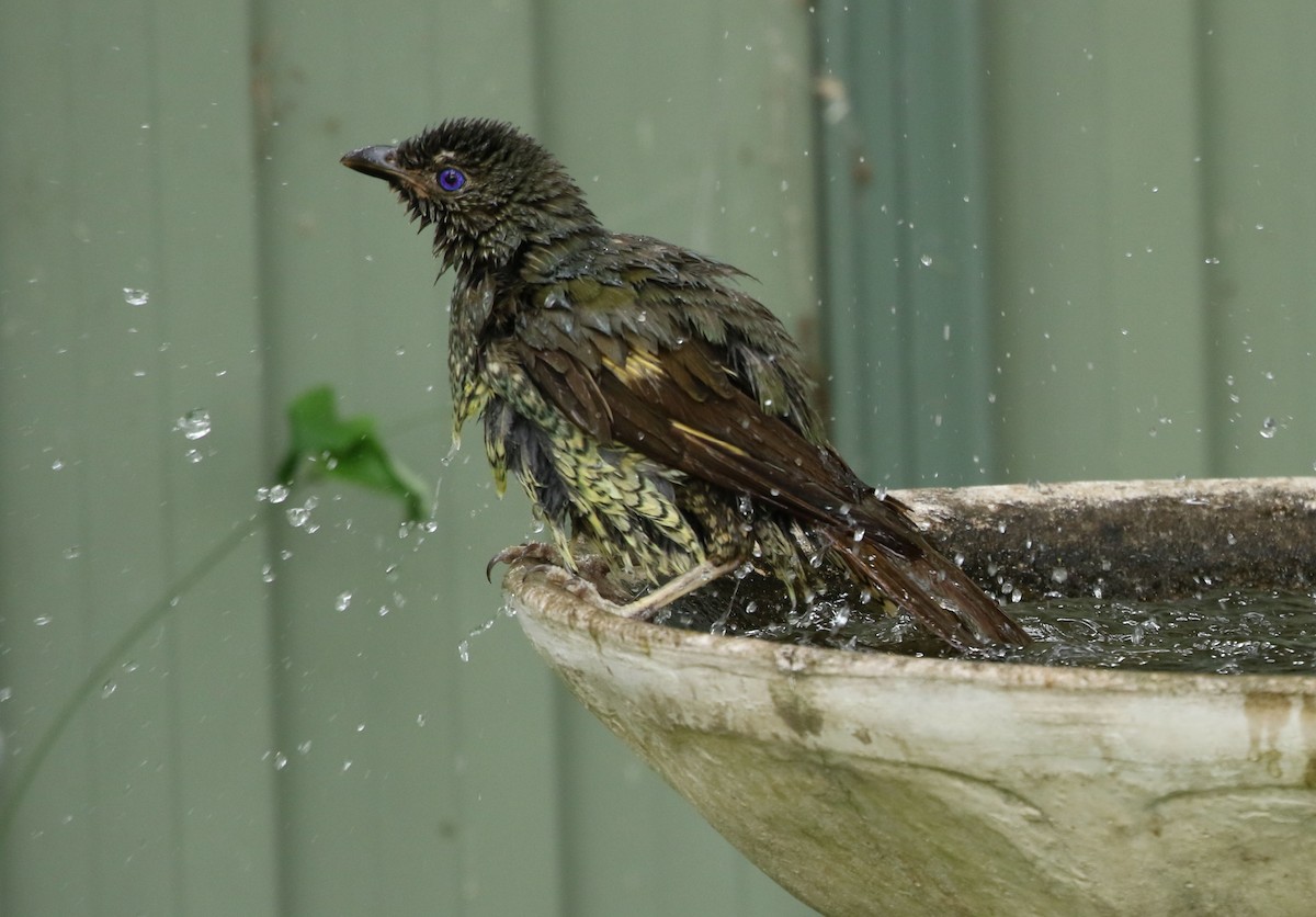 Satin Bowerbird - David Ongley