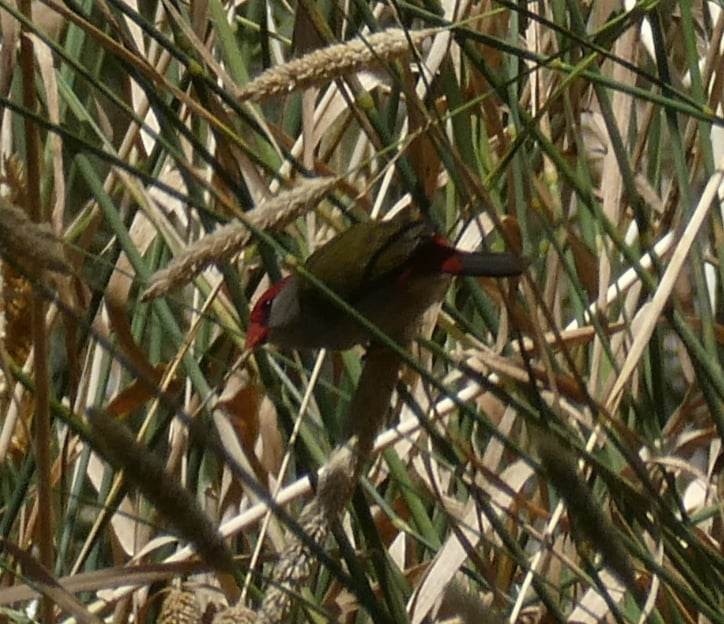 Red-browed Firetail - Helen Erskine-Behr