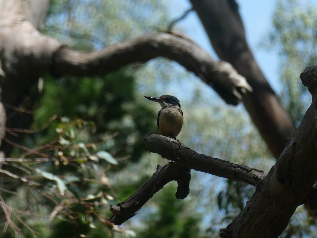 Sacred Kingfisher - ML528292721