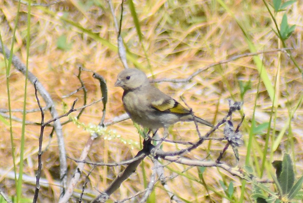 Lawrence's Goldfinch - ML528294391