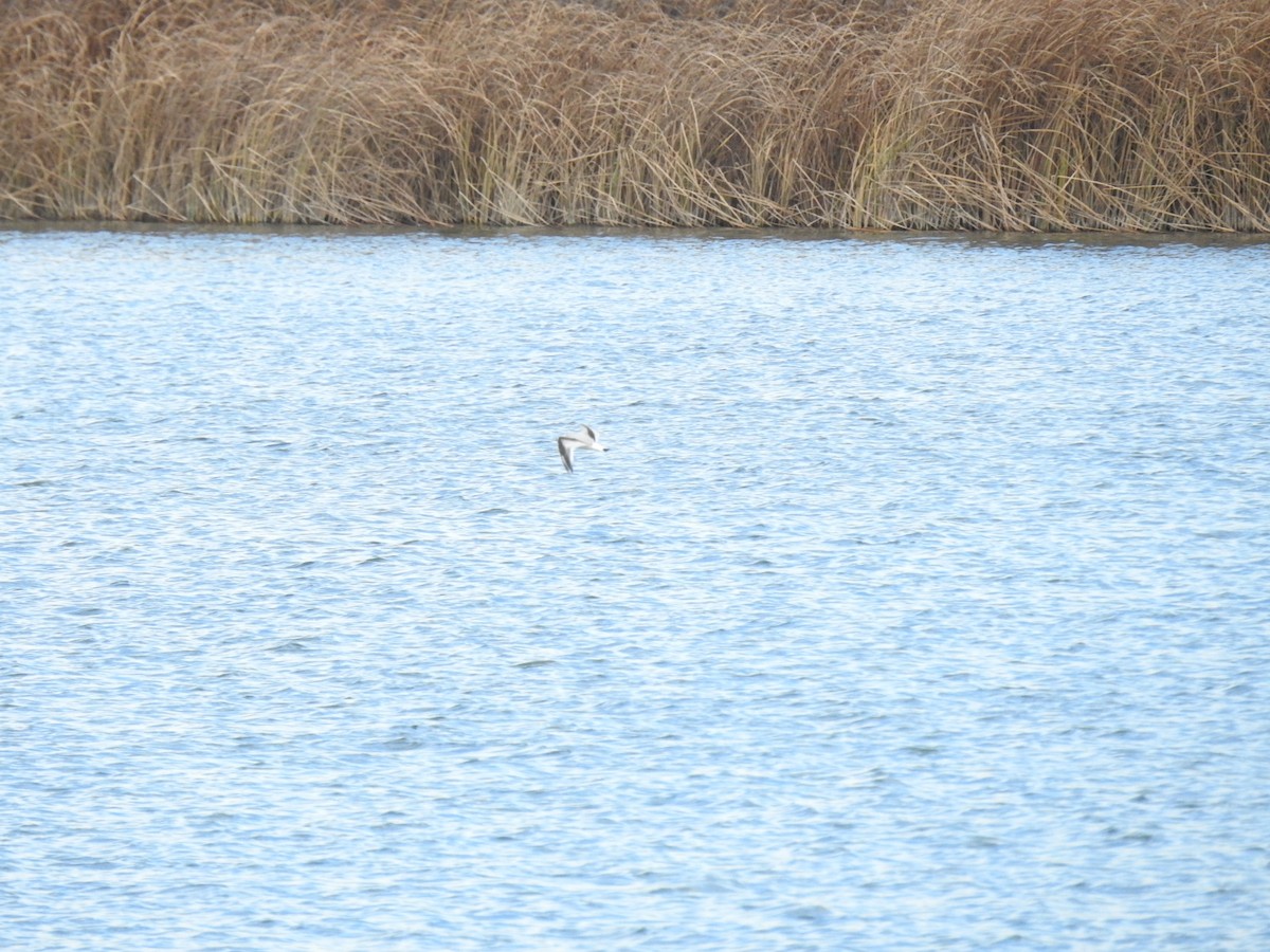 Black-legged Kittiwake - ML528295801