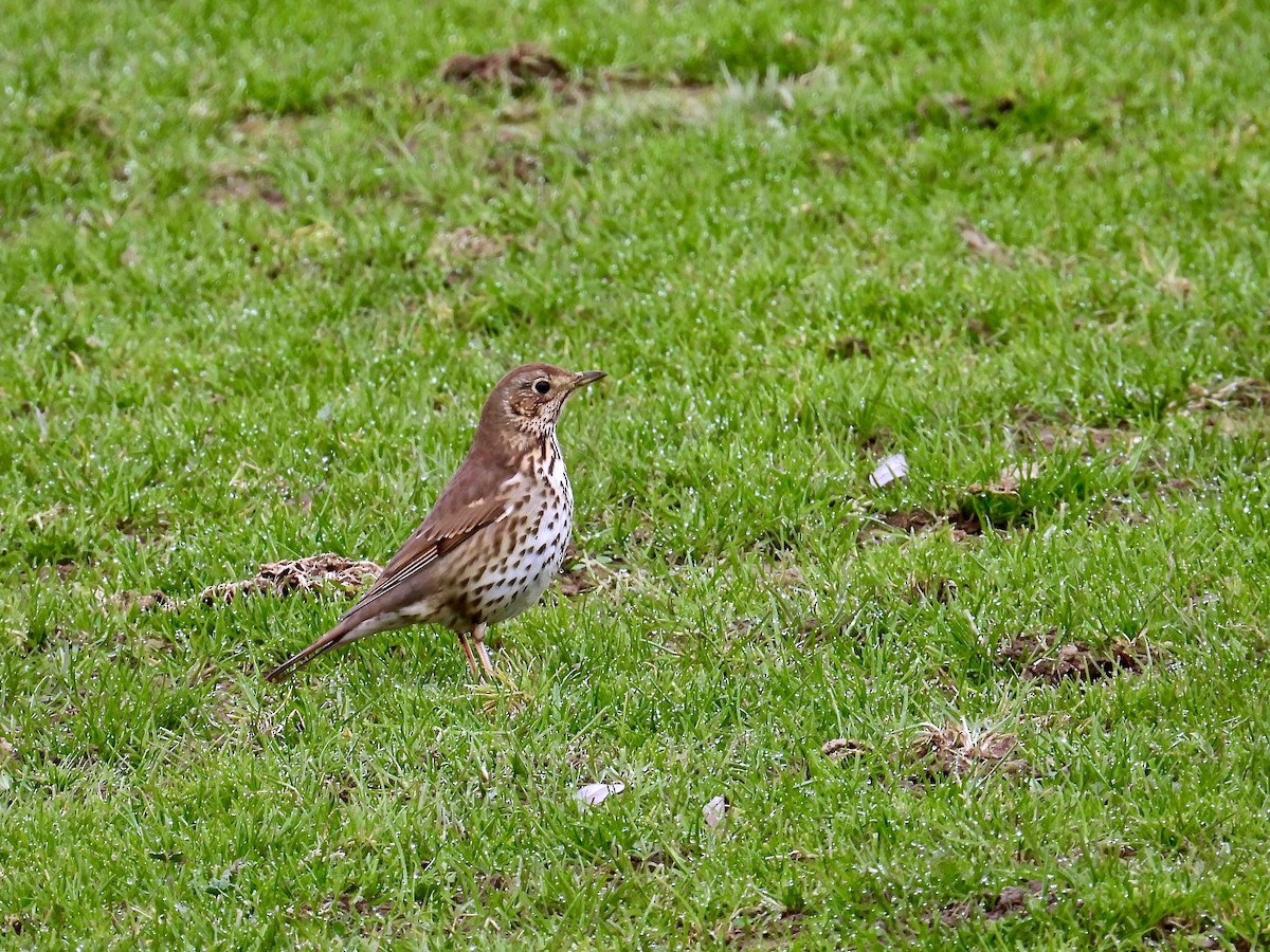 Song Thrush - ML528300061