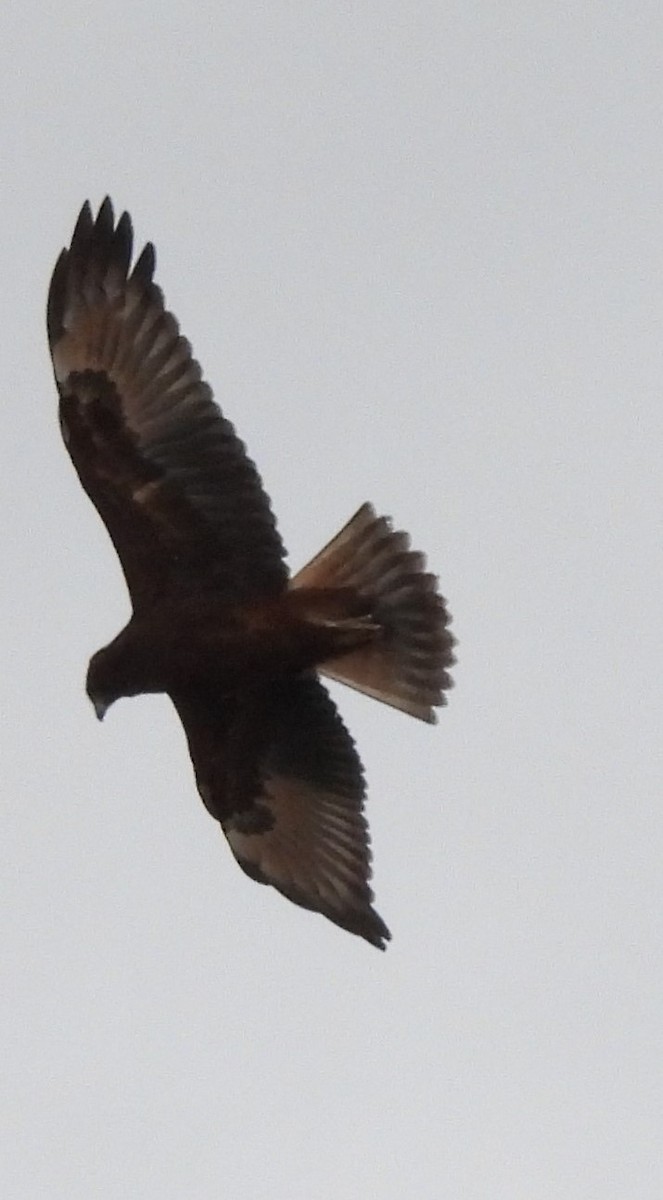 Swamp Harrier - ML528300191