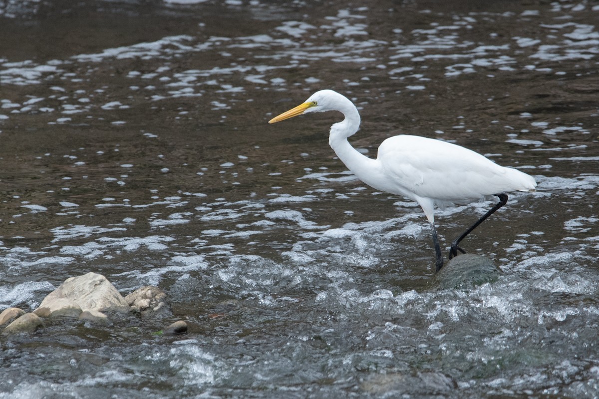 Great Egret - ML528300331