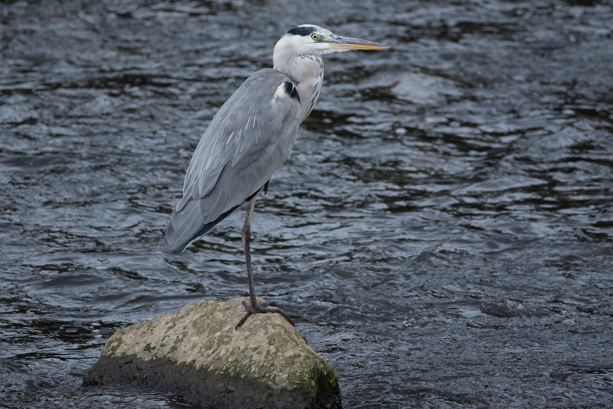 Gray Heron (Gray) - ML528300381