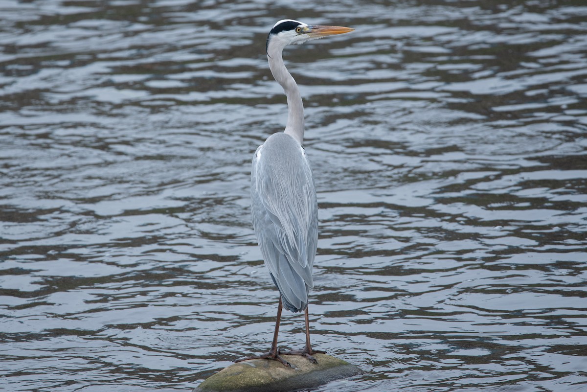 Gray Heron (Gray) - ML528300401