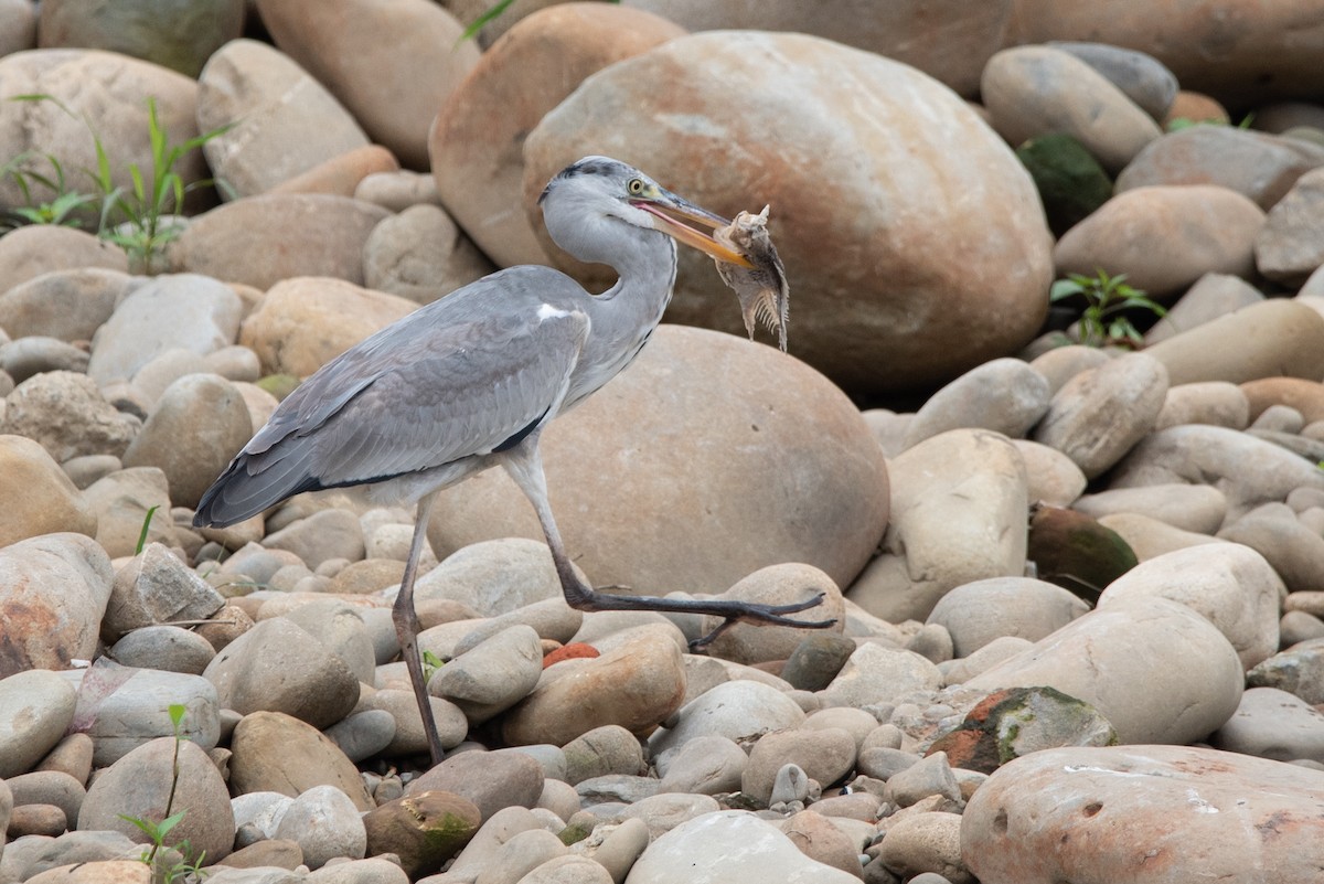 Gray Heron (Gray) - ML528300521