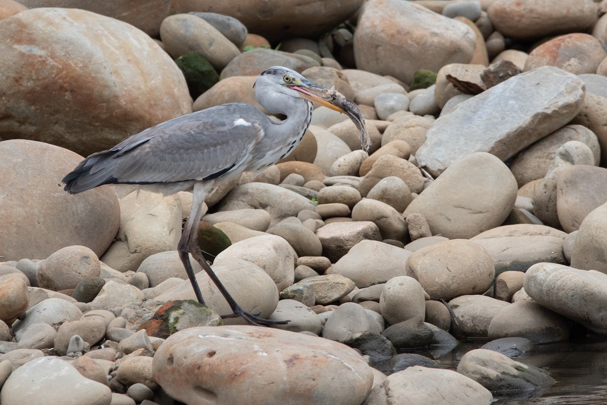 Gray Heron (Gray) - ML528300531