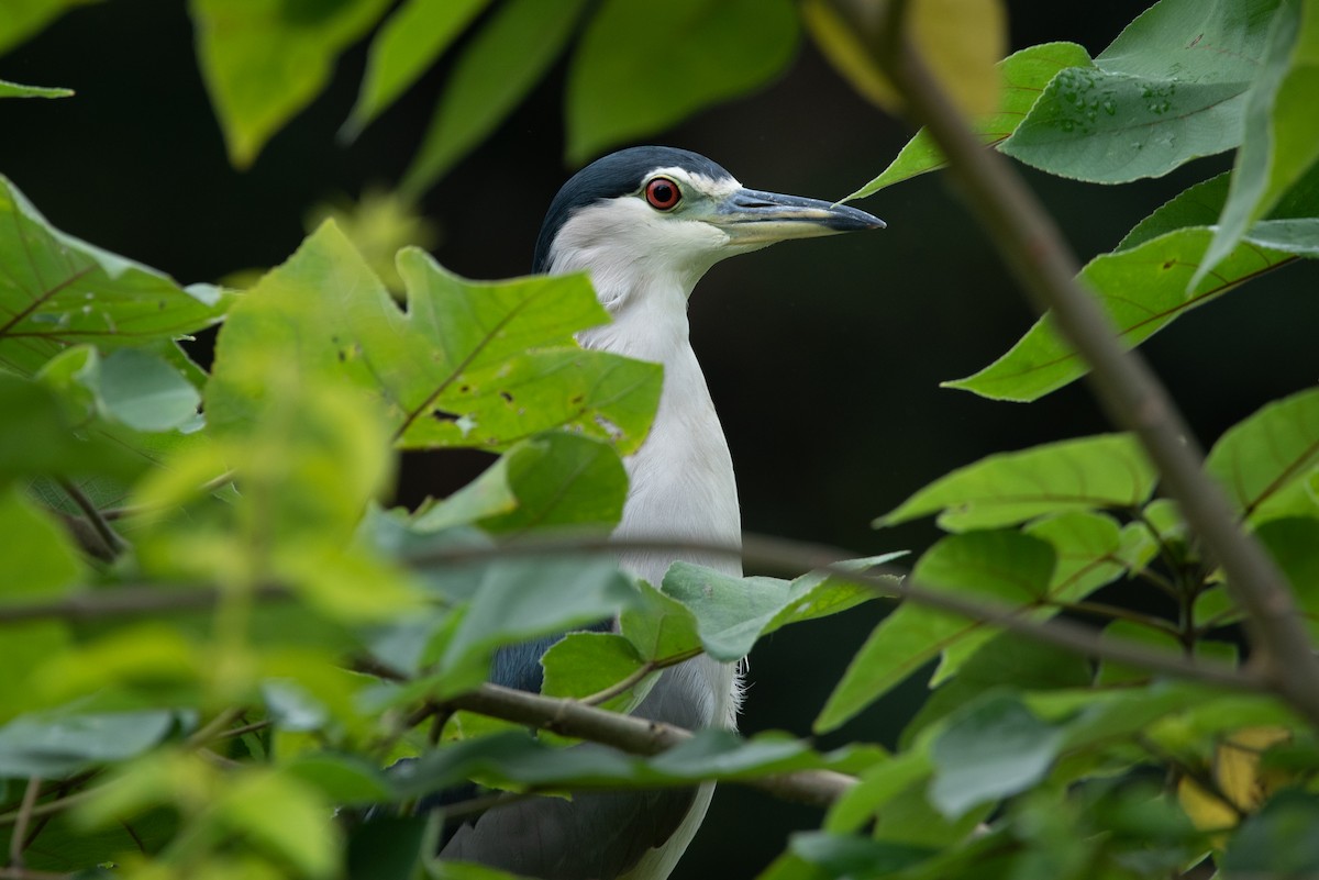 Black-crowned Night Heron (Eurasian) - ML528300621