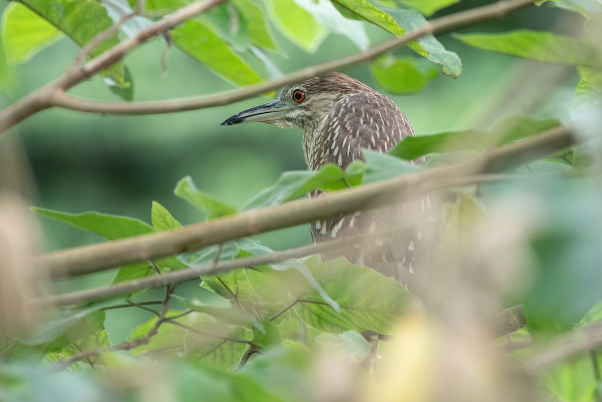 Black-crowned Night Heron (Eurasian) - Jing-Yi Lu